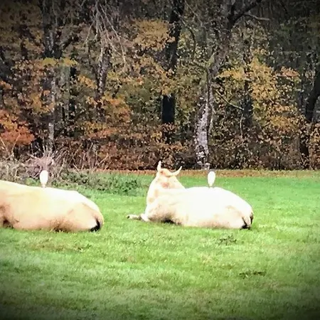 Bed & Breakfast Chez Annie Saint-Martin-de-Gurçon