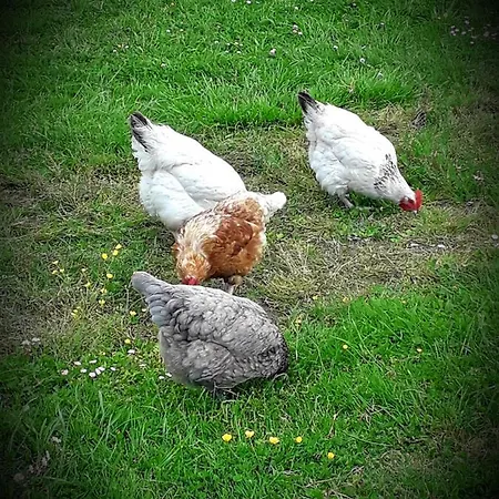 Chez Annie Panzió 3*