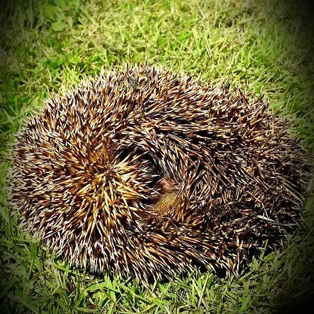 Chez Annie Bed & Breakfast Saint-Martin-de-Gurçon