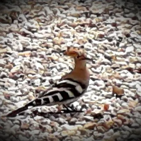 Chez Annie Bed & Breakfast 3*