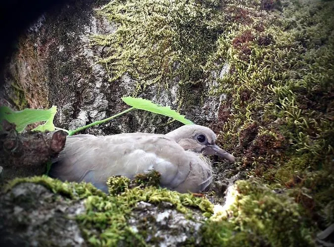 Chez Annie Bed & Breakfast