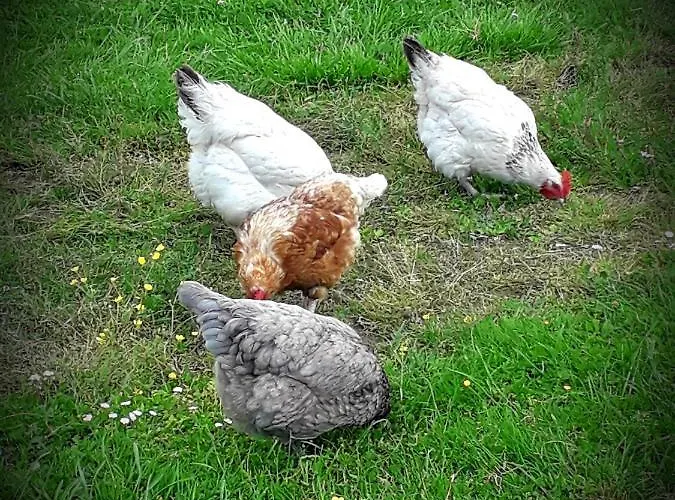 Chez Annie Bed & Breakfast 3*