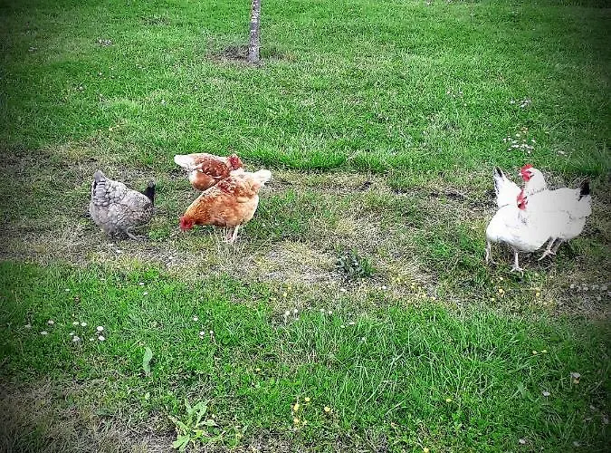 Chez Annie Saint-Martin-de-Gurçon