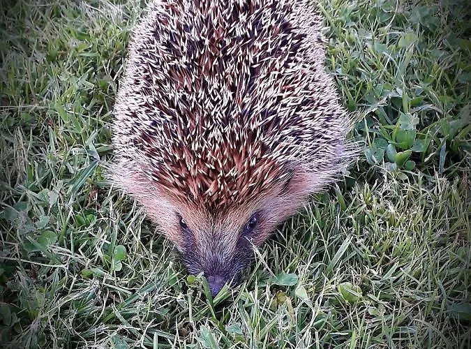 Chez Annie Bed & Breakfast