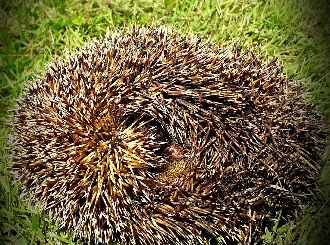 Chez Annie Bed & Breakfast Saint-Martin-de-Gurçon