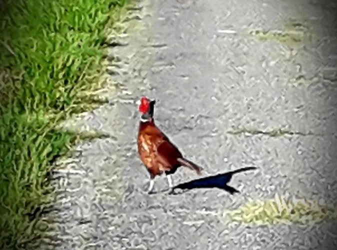 Chez Annie Bed & Breakfast