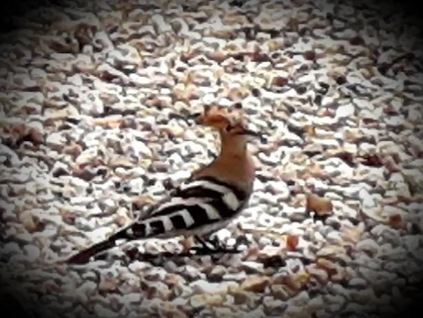 Chez Annie Bed & Breakfast 3*