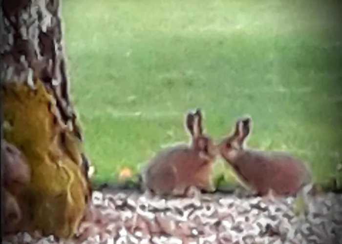 Chez Annie Bed & Breakfast Saint-Martin-de-Gurçon